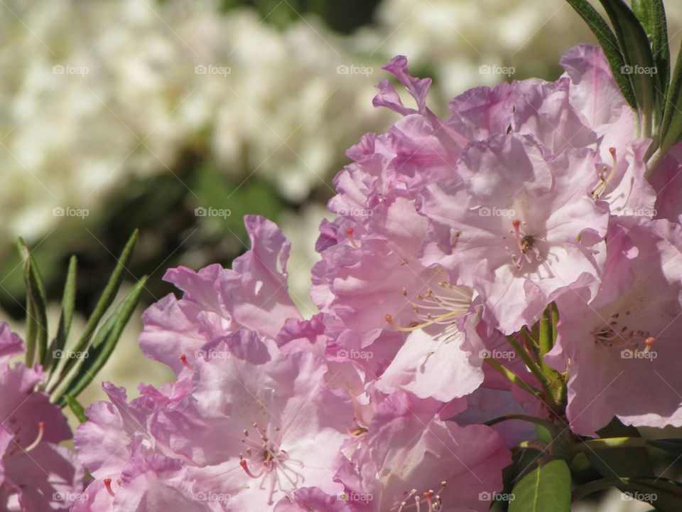 Rhododendrons in the city park