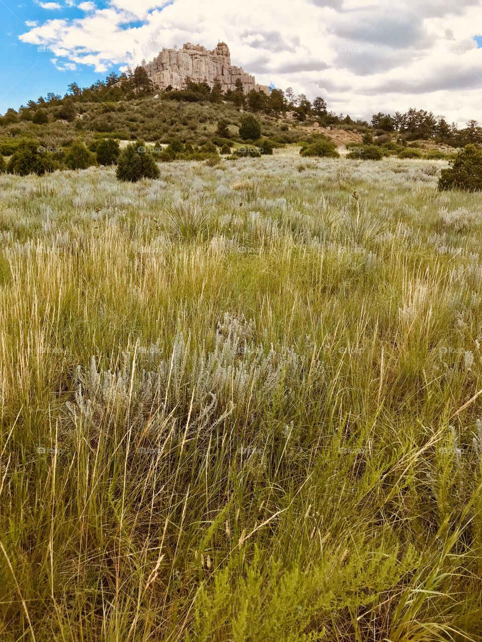 Pulpit Rock open space in Colorado Springs on a beautiful summer day. It was a great day for a hike