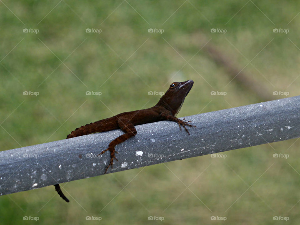 Lizard on metal pole