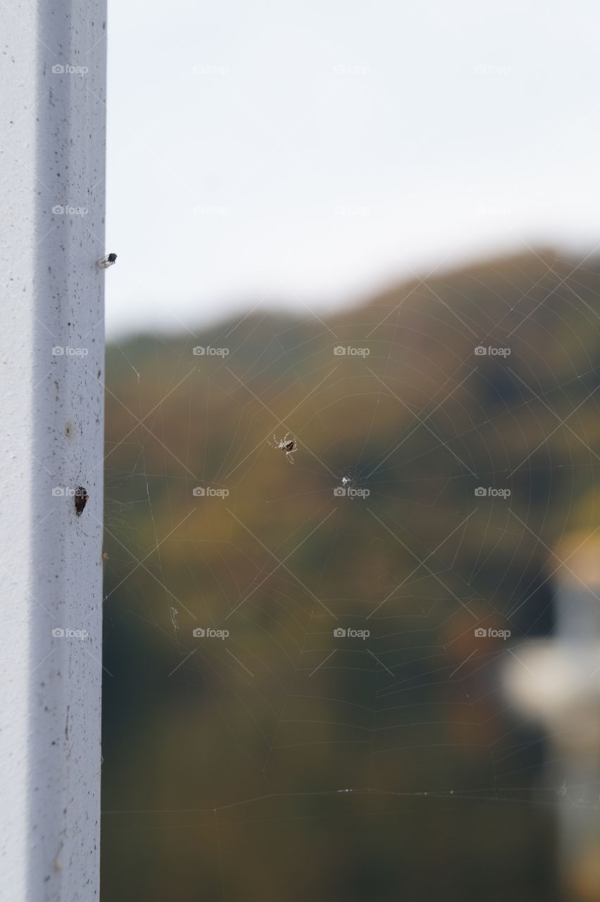 Spider web