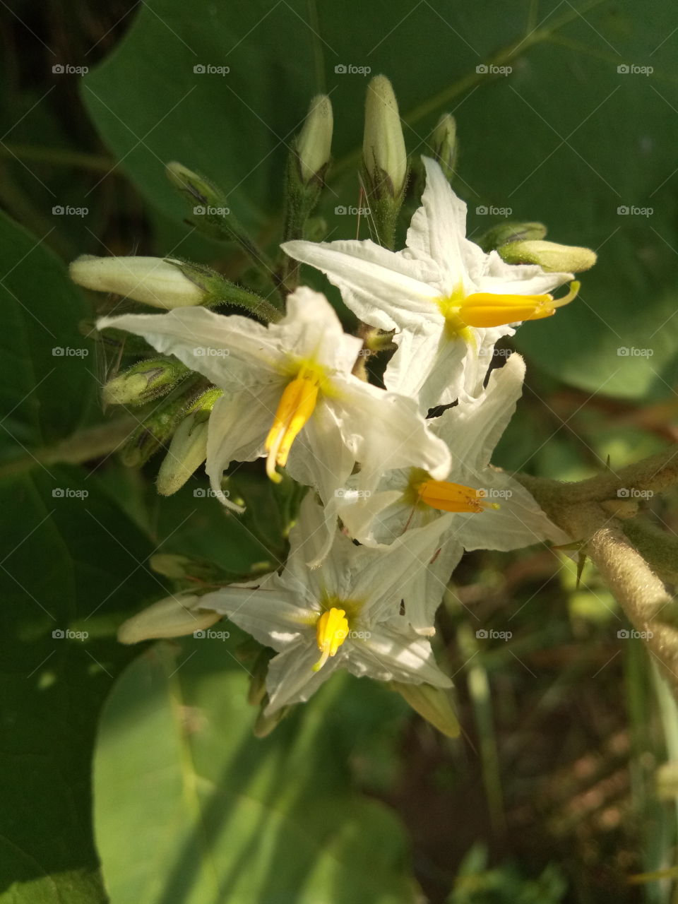 the most beautiful flowers in my farm