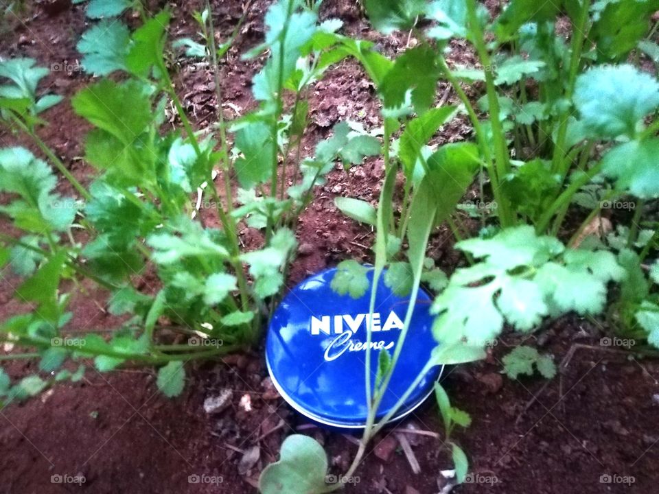 nivea