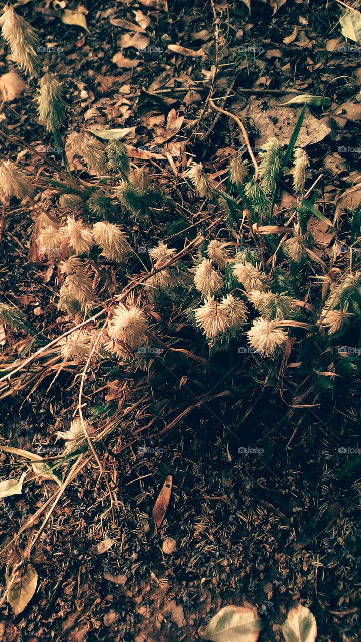 Bouquet of tropical spine wildflowers
in dry nature