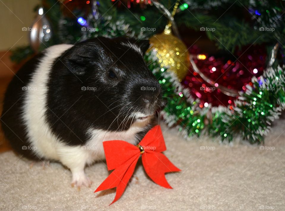 Decoration and dressed guinea pig