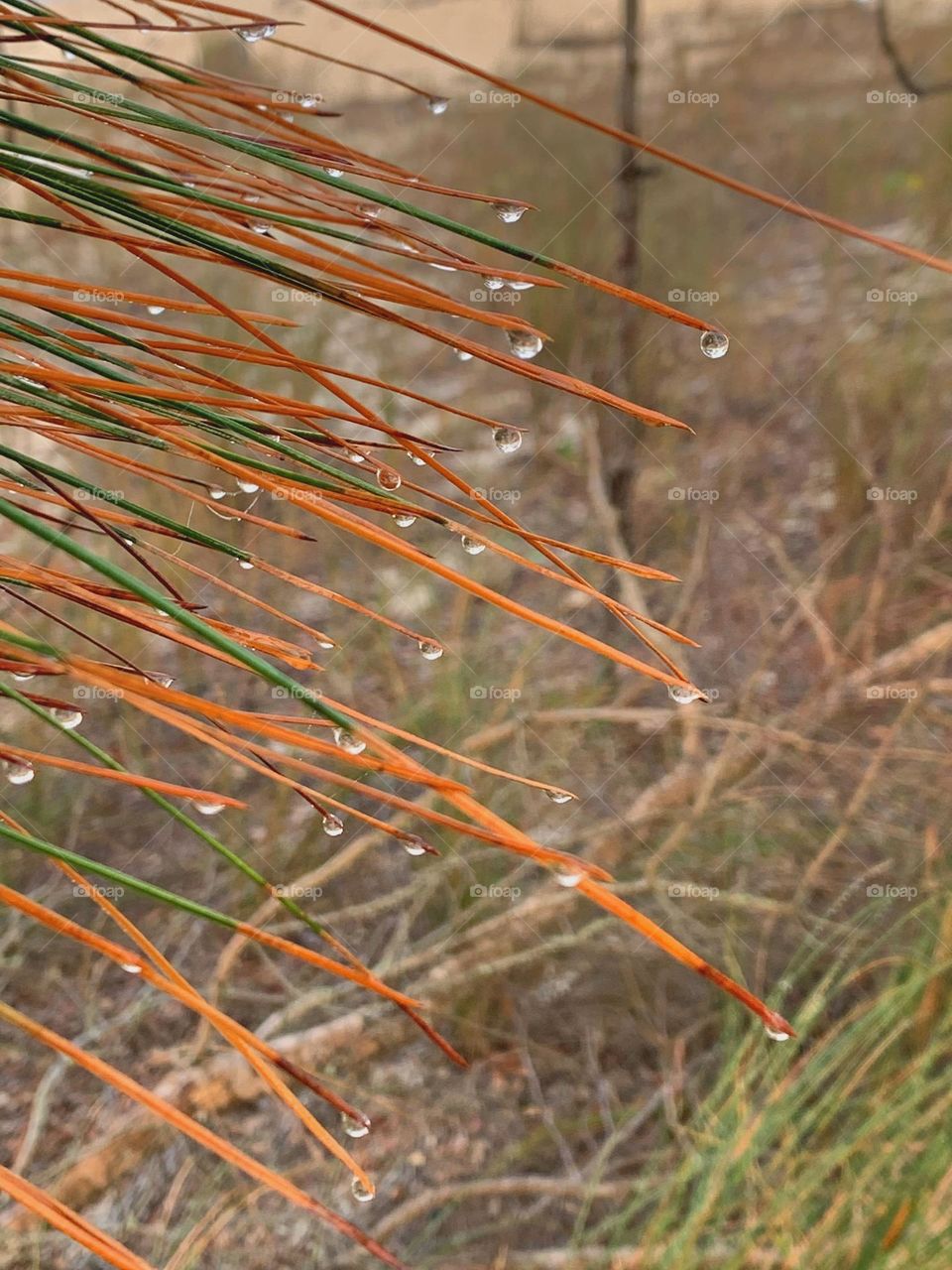 Liquids are cool - Sparkling clear water droplets adhere to the tips of colorful horizontal pine tree needles