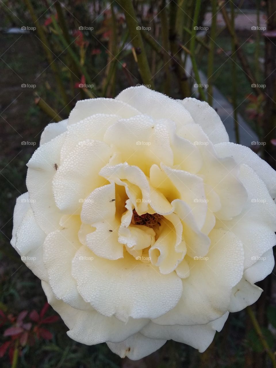 white rose flower in garden