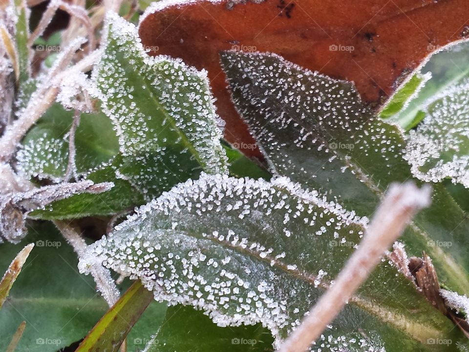 Morning frost on green leaves