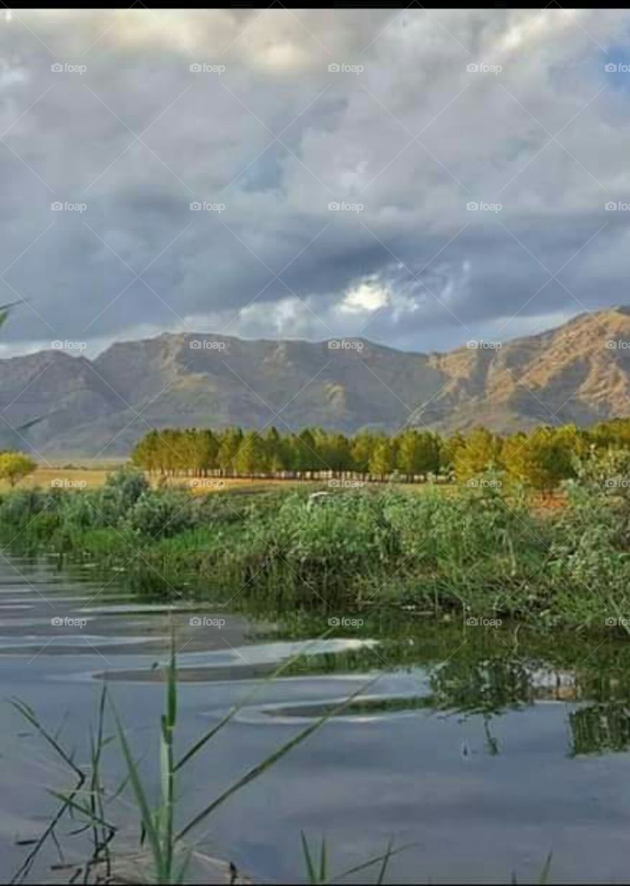 water in Green trees