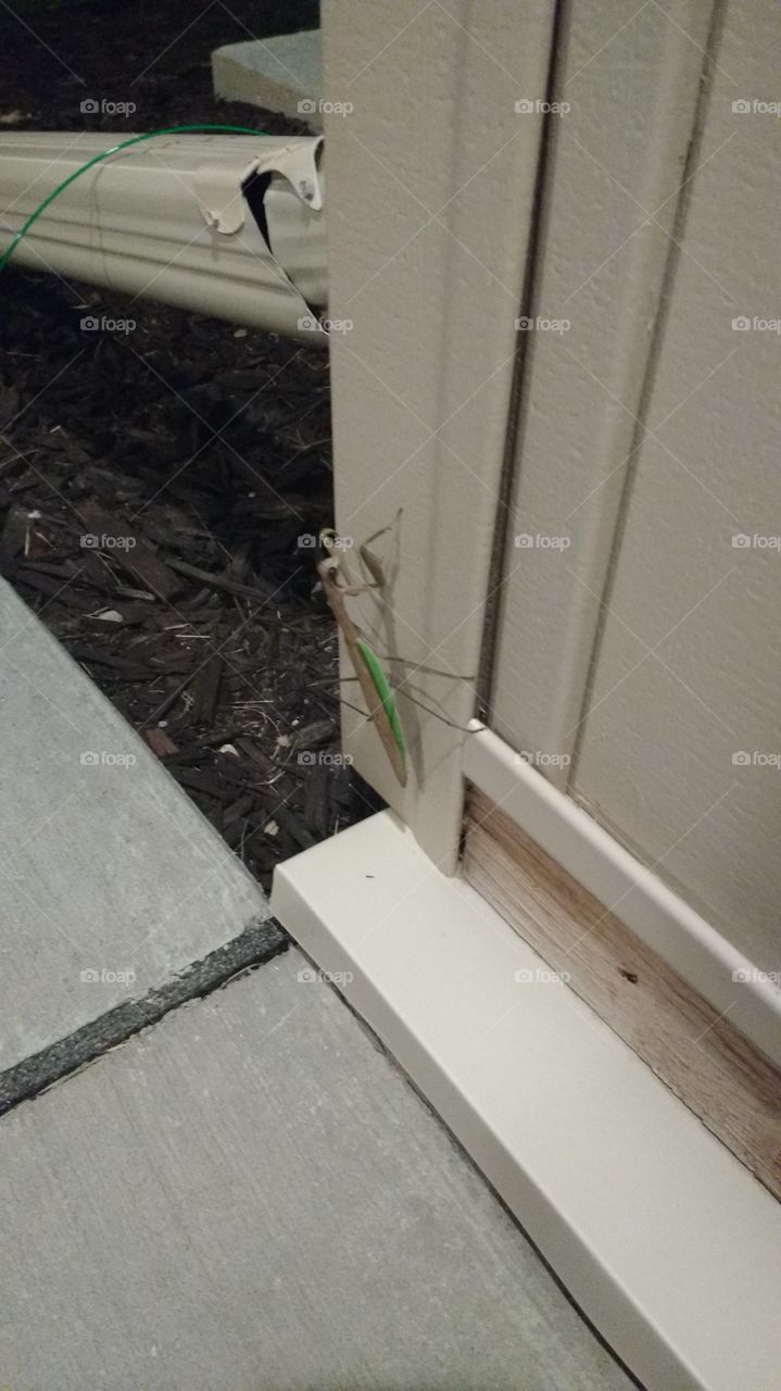 a praying mantis at our front door