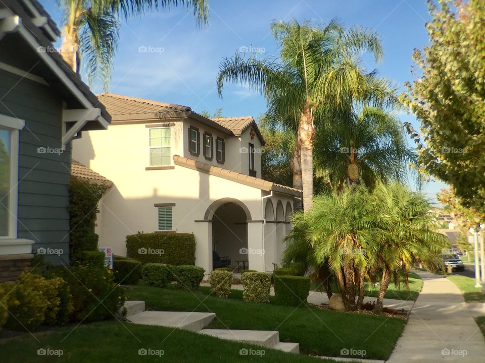 Houses and palm trees 