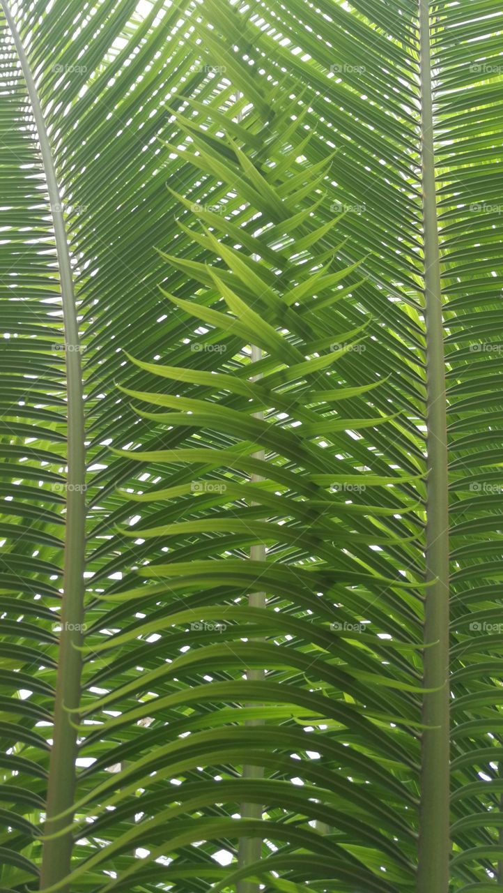 Leaf, Flora, No Person, Palm, Tropical