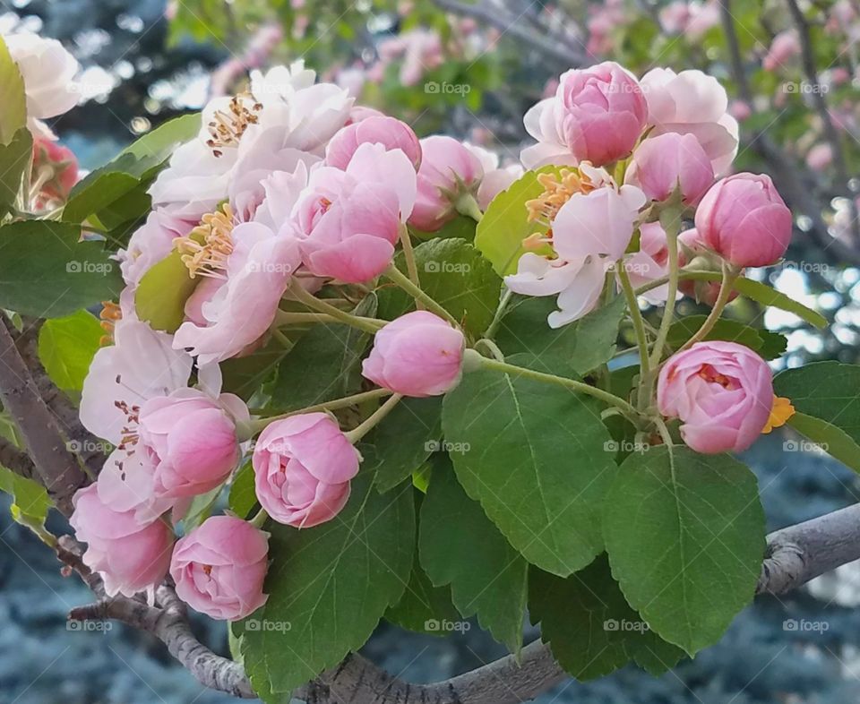Pink tree blossoms partially open