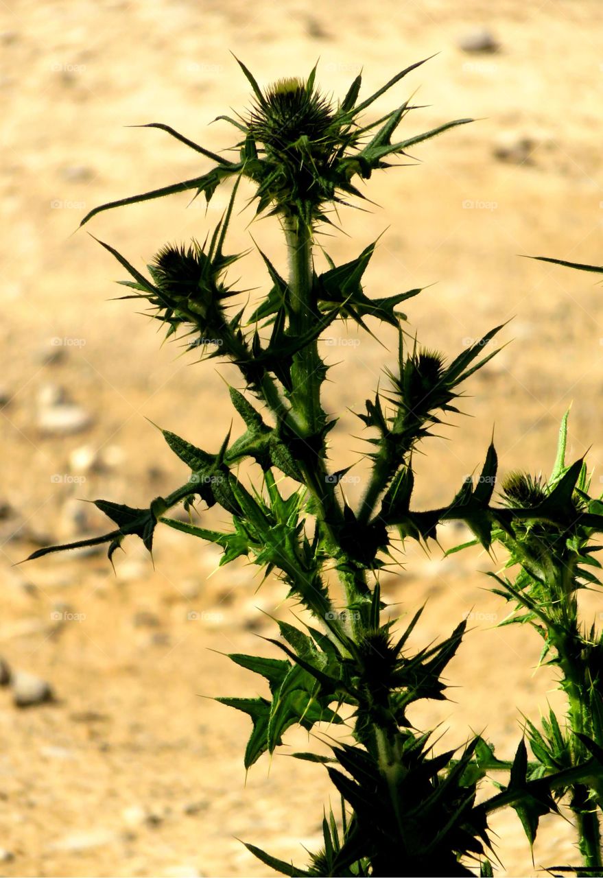 thistle silhouette