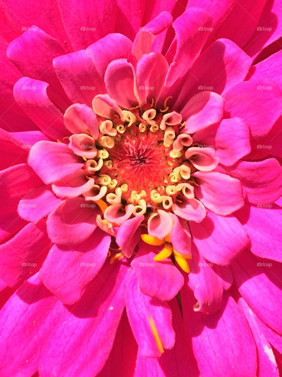 Fuchsia Zinnia