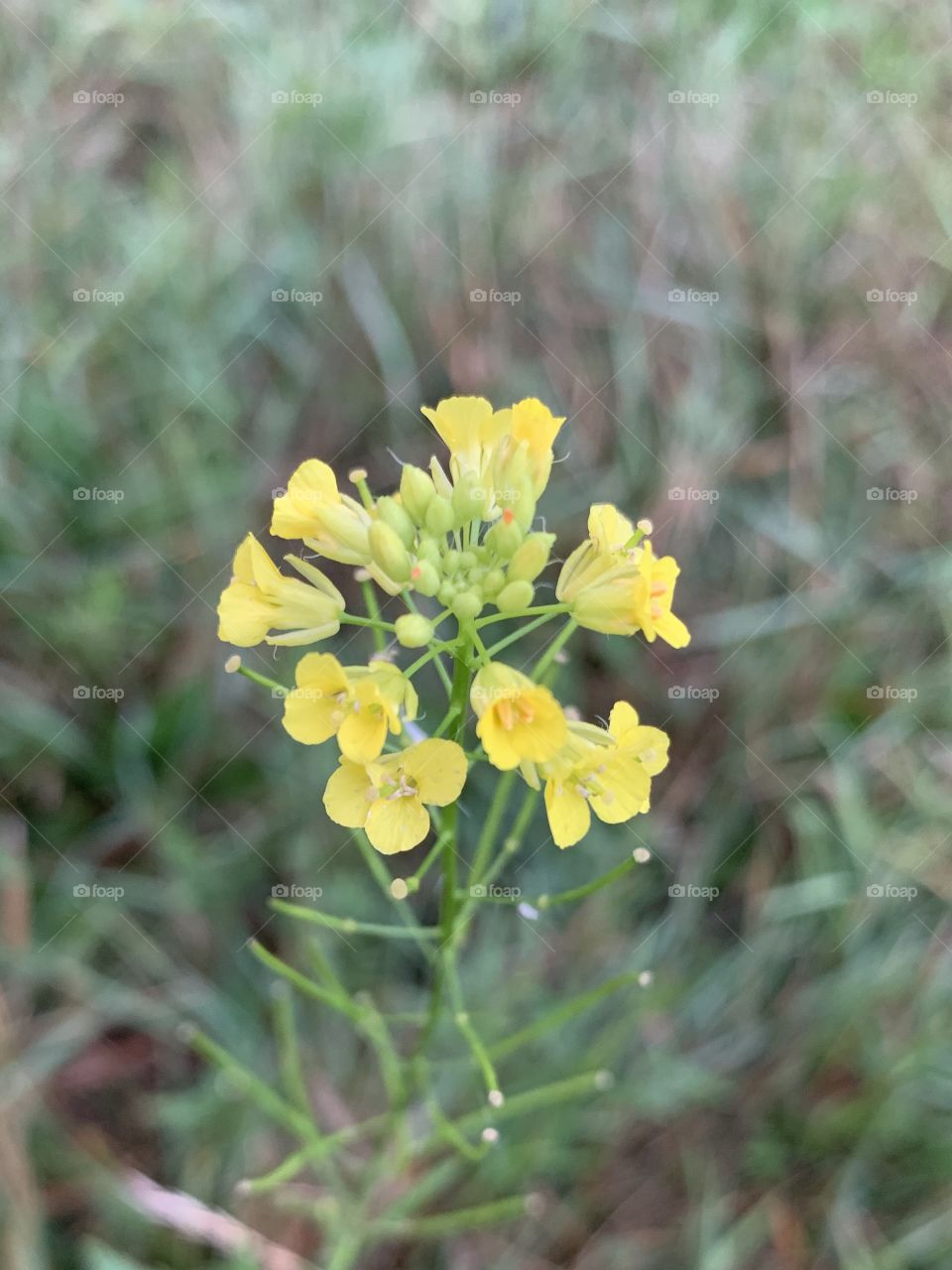 Littlepod False Flax closeup in a field