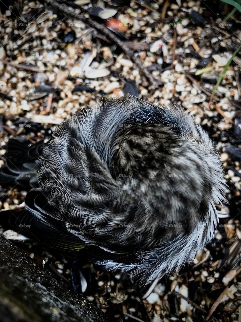 A small young sparrow is resting on a bird feeder. It’s curled up tightly into a circle with its head tucked in the centre and tail behind underneath its wings. Sleeping so peacefully for a few moments like the feeder was its nest! 