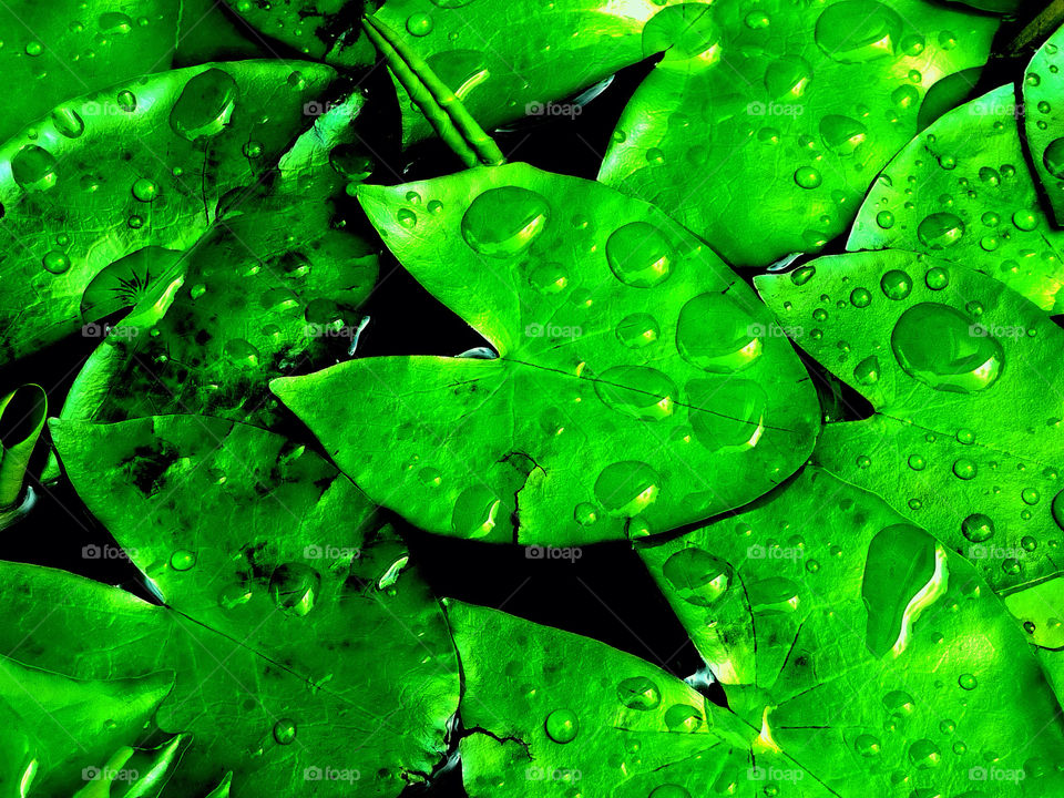 A water drop on lily pad