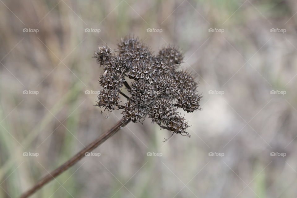 close up weed