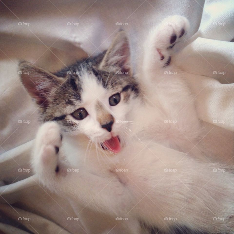 Silly Kitten
