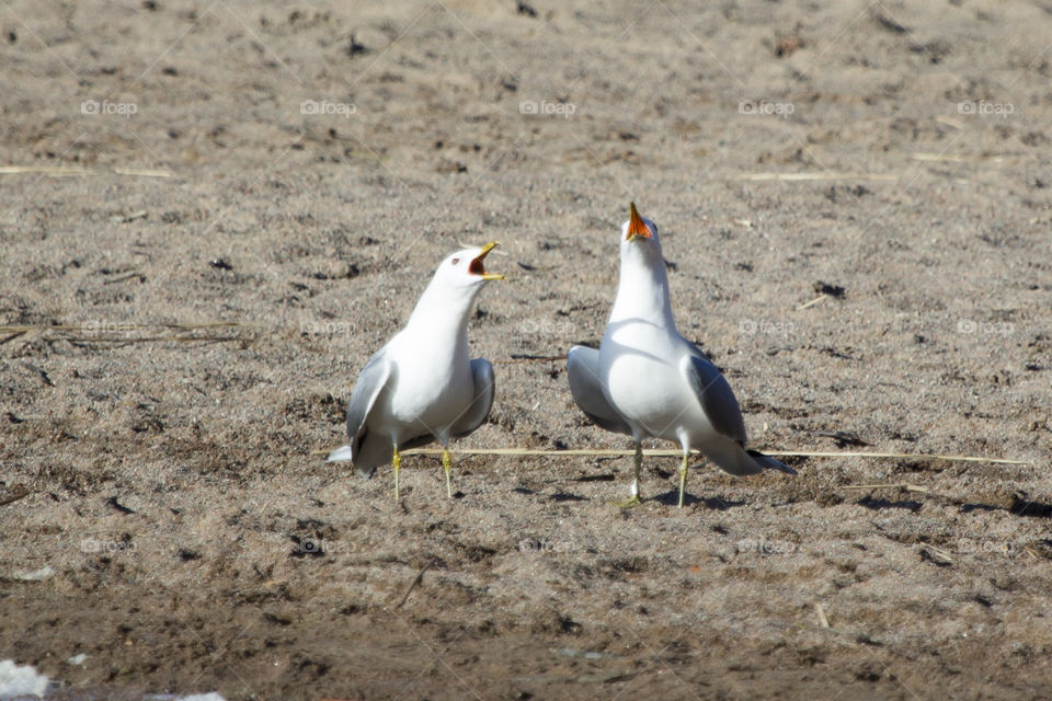 Two screaming seagulls on the beach 
Två skrikande fiskmåsar på stranden