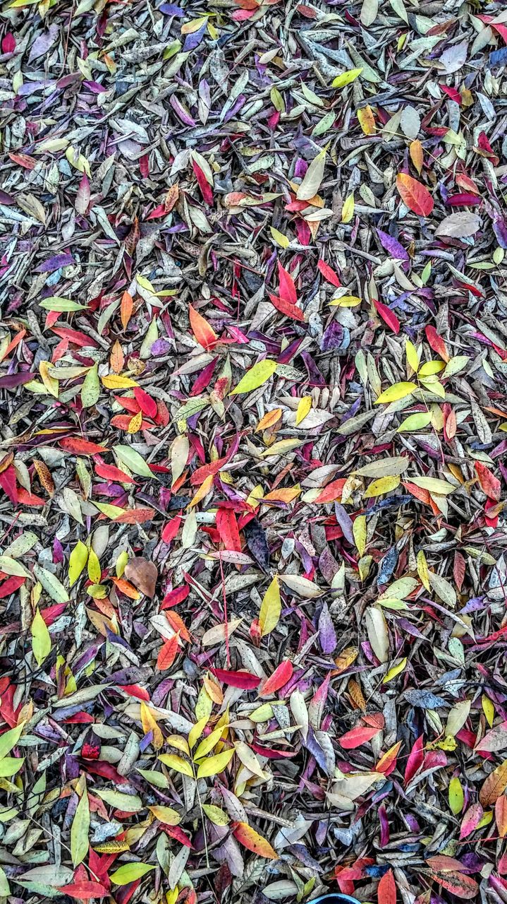 leaves, the many colors of fall
