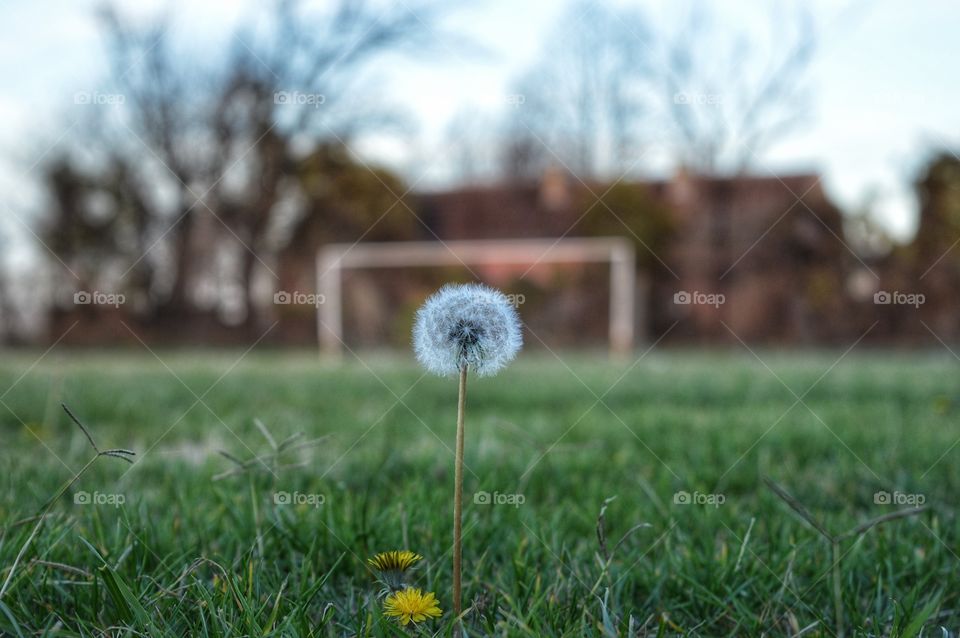 Grass, Field, Hayfield, Landscape, Lawn