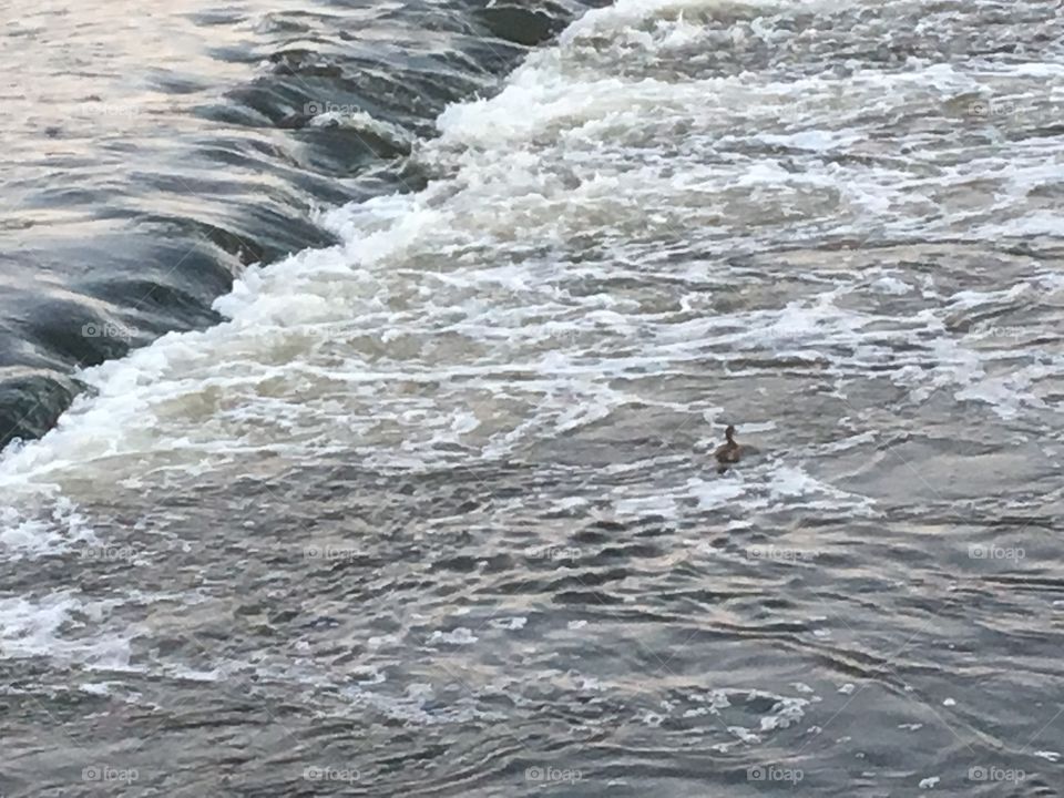 Duck swim 