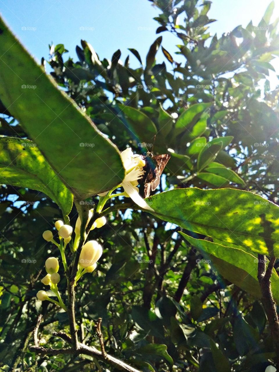 Aproveitando os raios de sol.