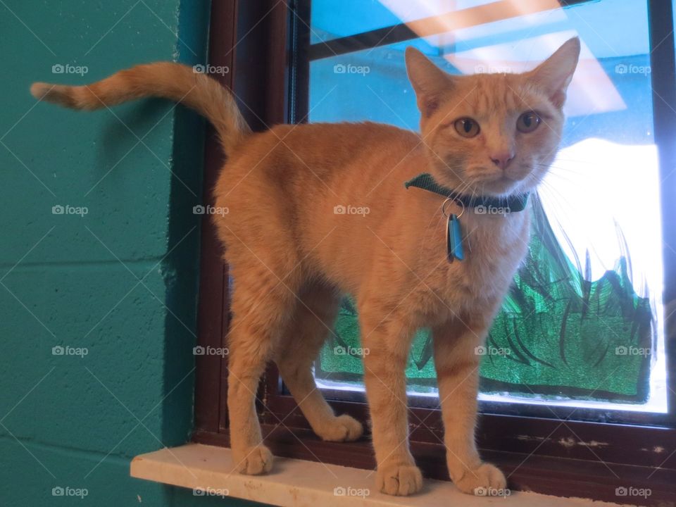 Orange tabby cat in window 