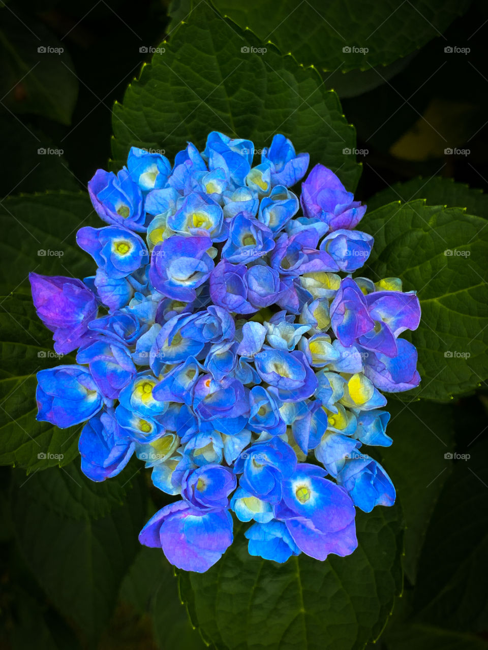 Beautiful bouquet of blue blooming petals on a bush, surrounded by dark green leaves on a summer’s day