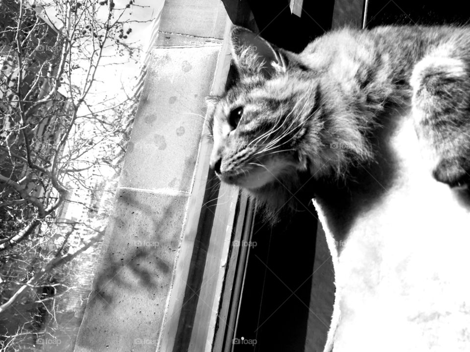 Kitt-ee Kat Meow Meow 