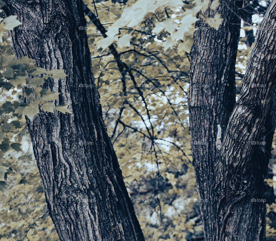 Double tree branhes in muted colors. 