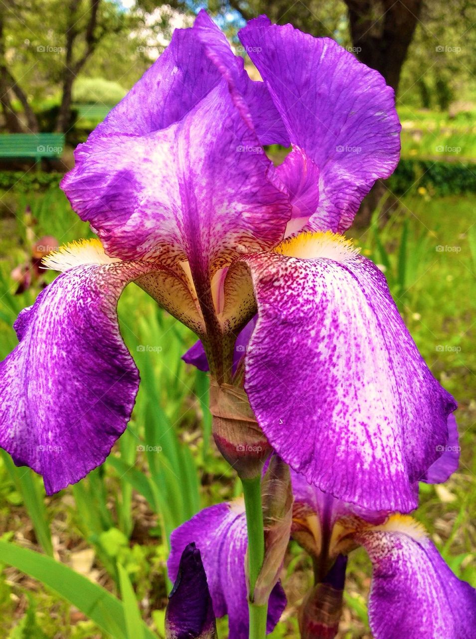 Iris in Florence