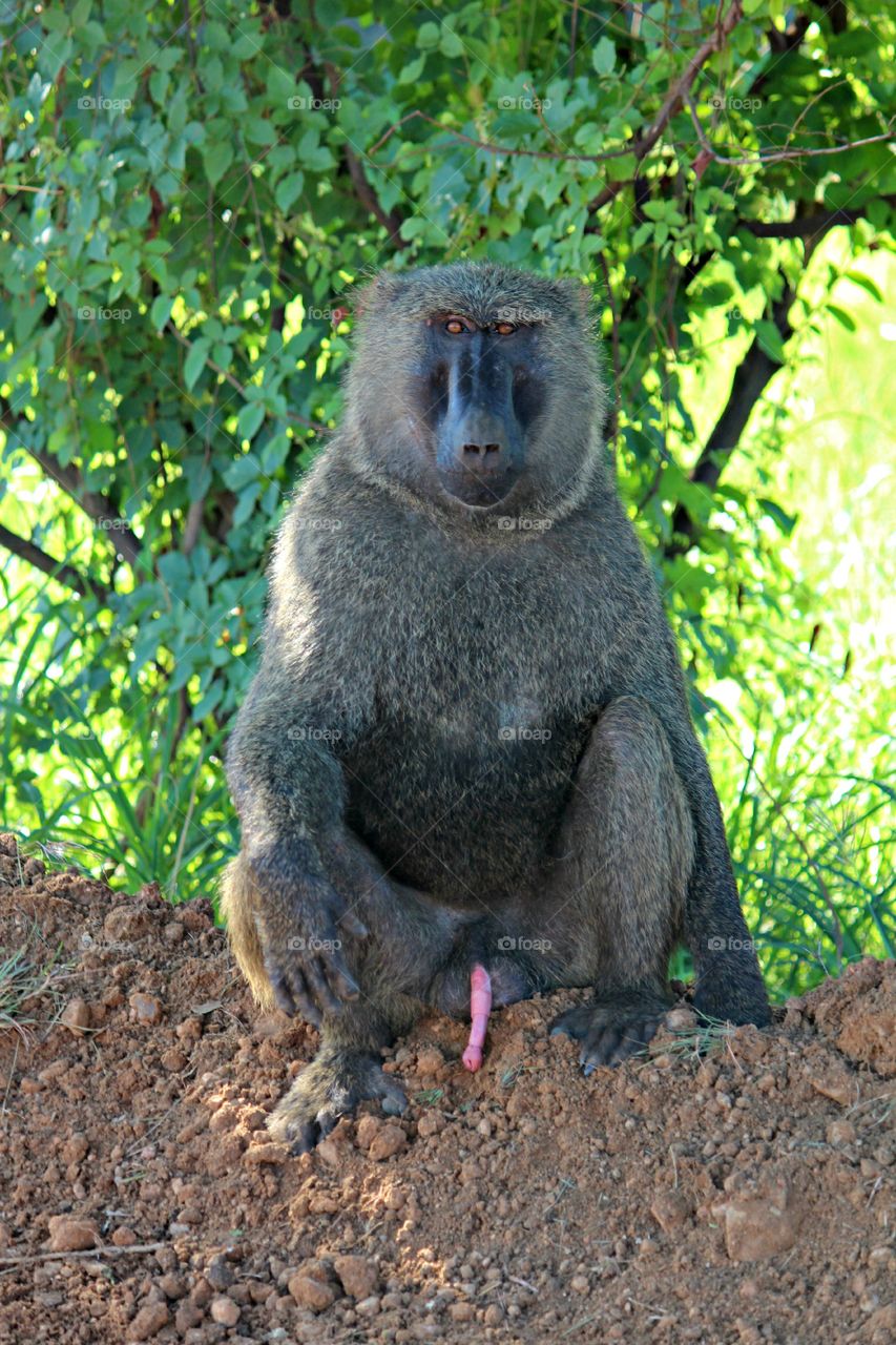 Excited in Nature. I just had too. Baboons were everywhere in Uganda. They would hang out (literally) on the side of the road and hope for a banana to be tossed their way