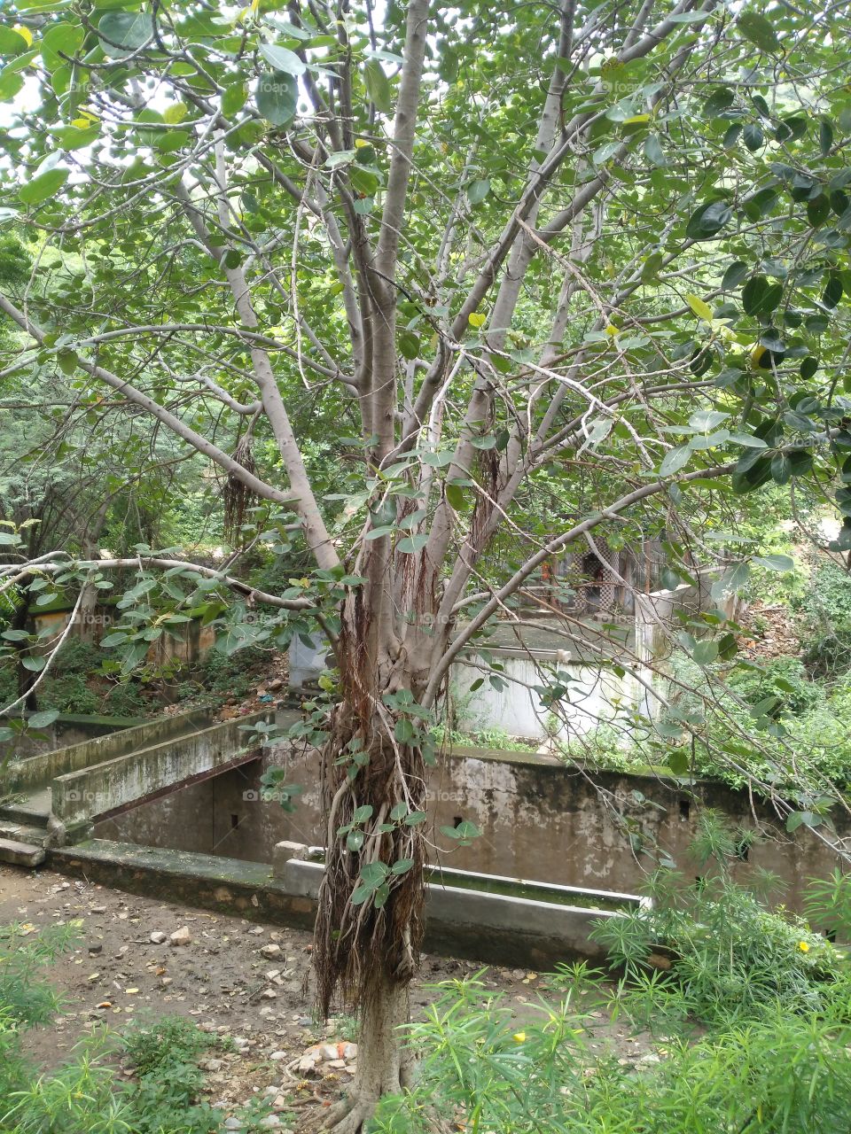 Tree with branches .