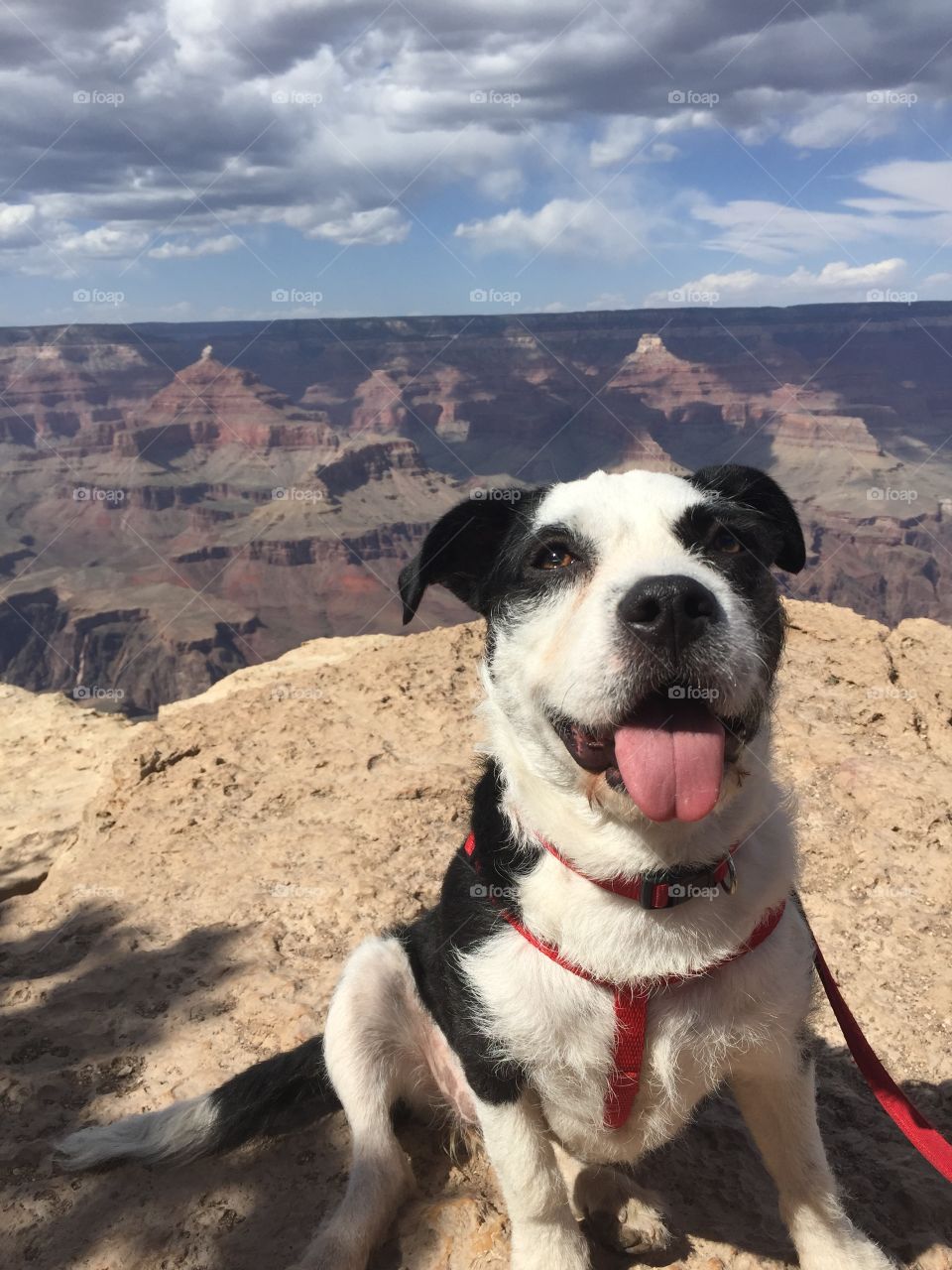 Rebel enjoying the Grand Canyon.