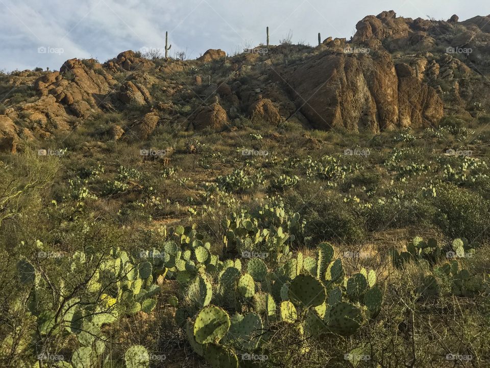 Nature - Desert Landscape 