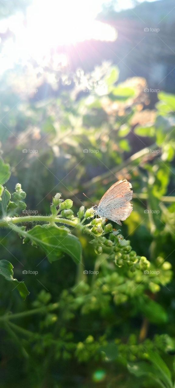 Little Beauty😍🐛🦋🐝