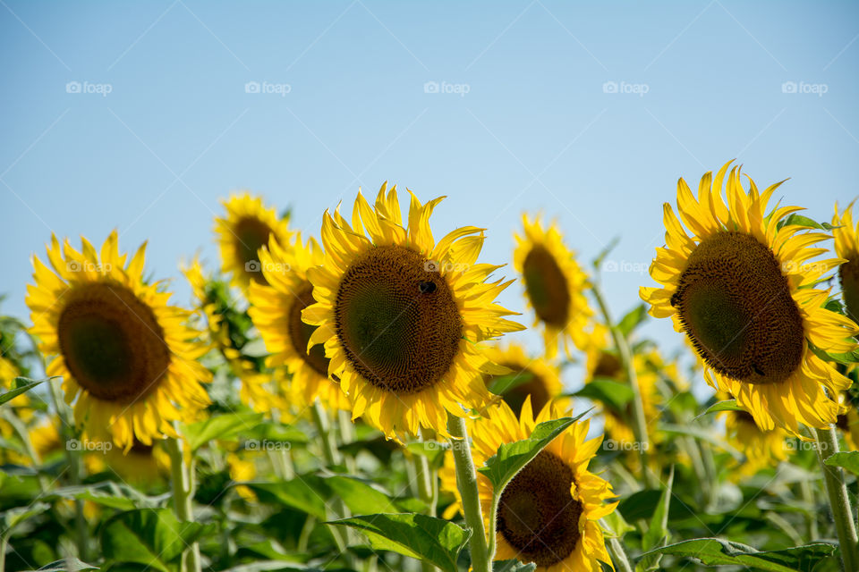 Sunflower blooming in spring