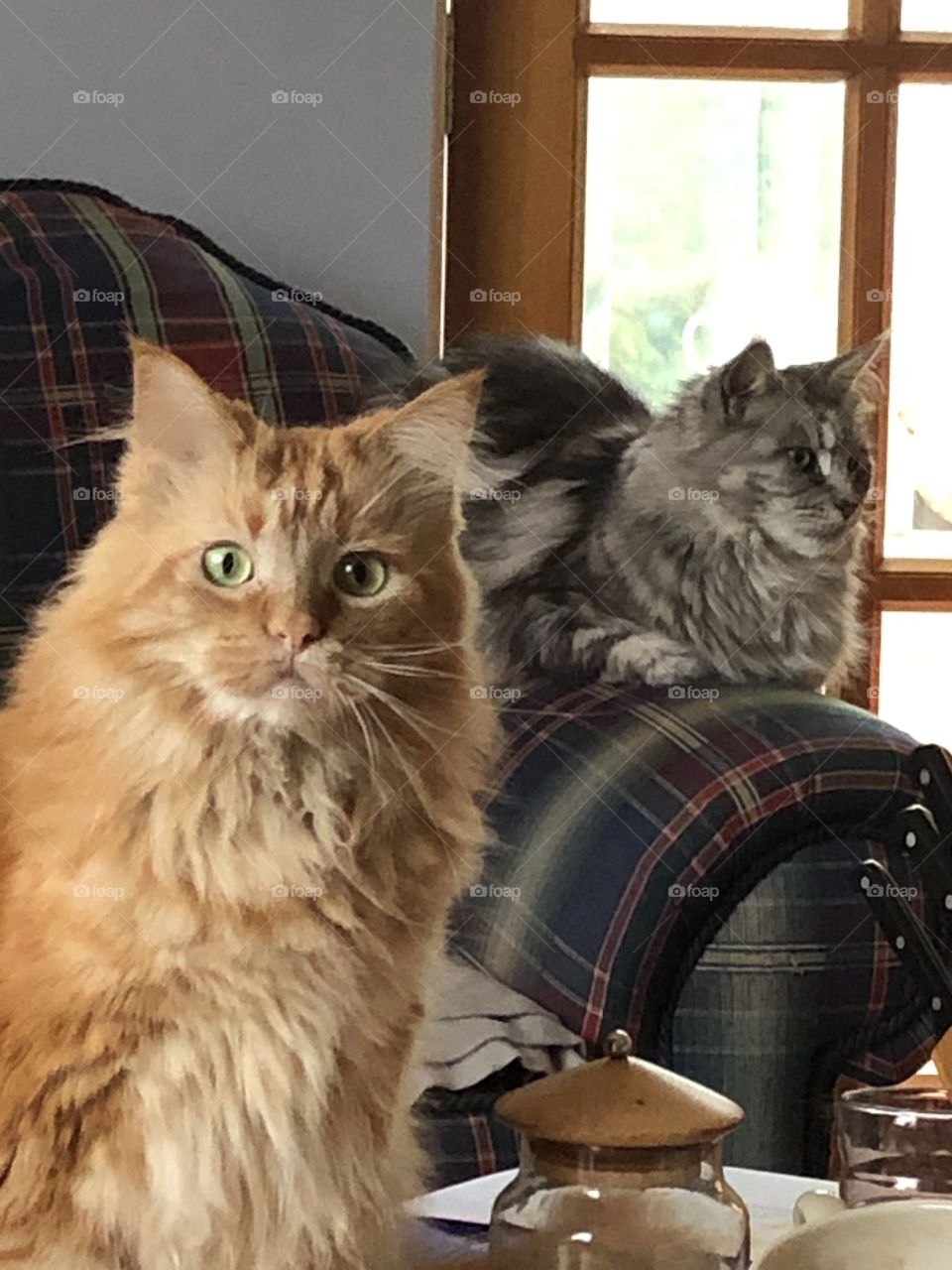 Maine coons