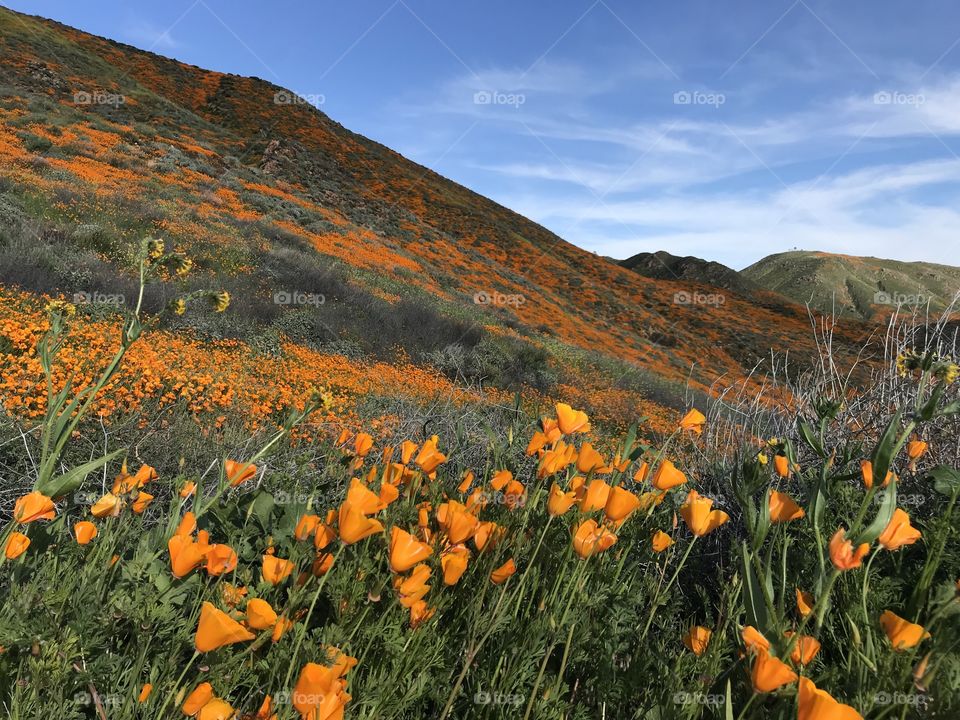 Hillside with Poppies