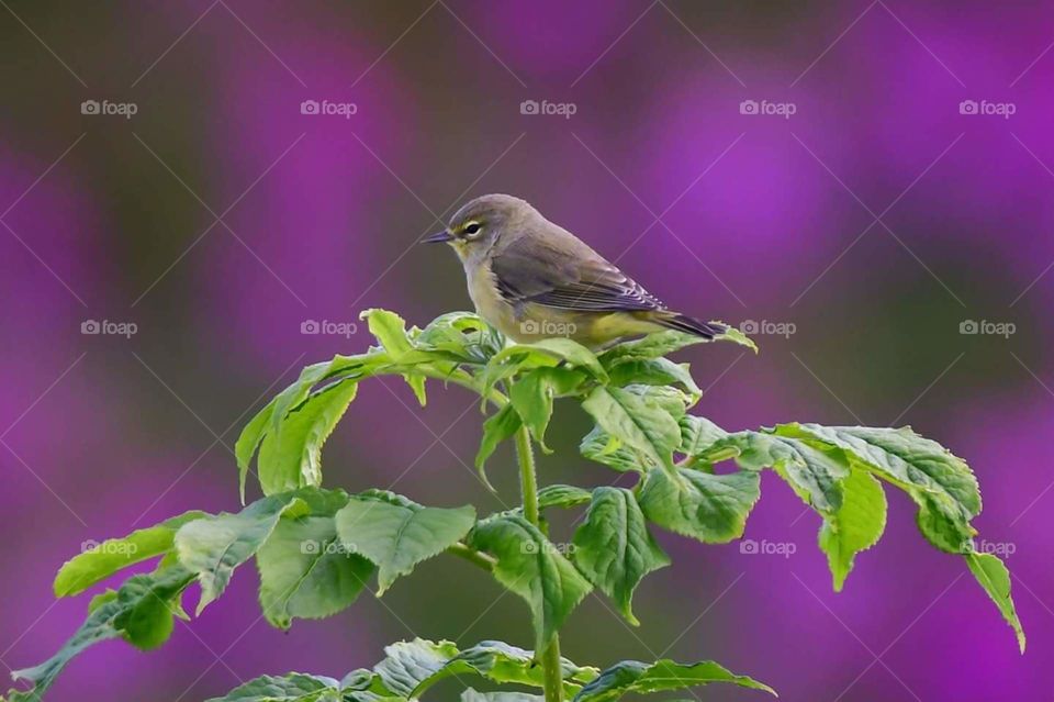 Nature, Flower, Garden, Leaf, Flora