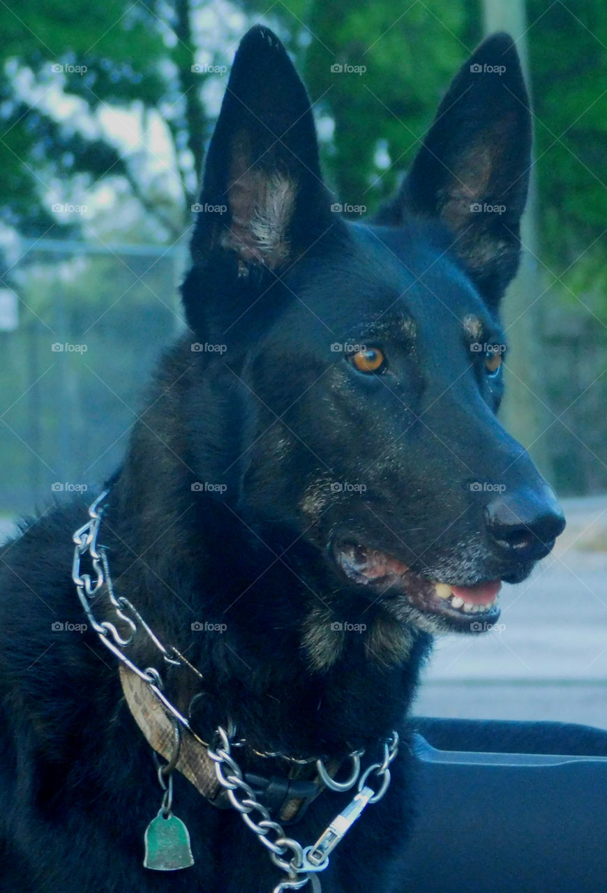 Beautiful German Shepard Guard Dog, very alert! 