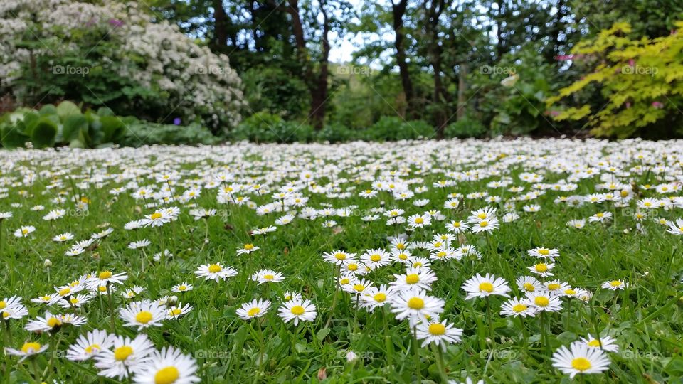 Spring Flowers. Daisy chains