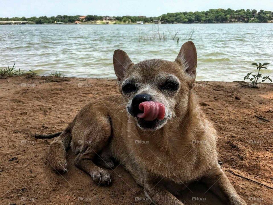 My feisty chihuahua lounging lakeside on a perfect summer afternoon. He is perfectly content after a run down by the water.