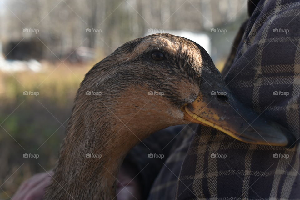 Man holding a duck 