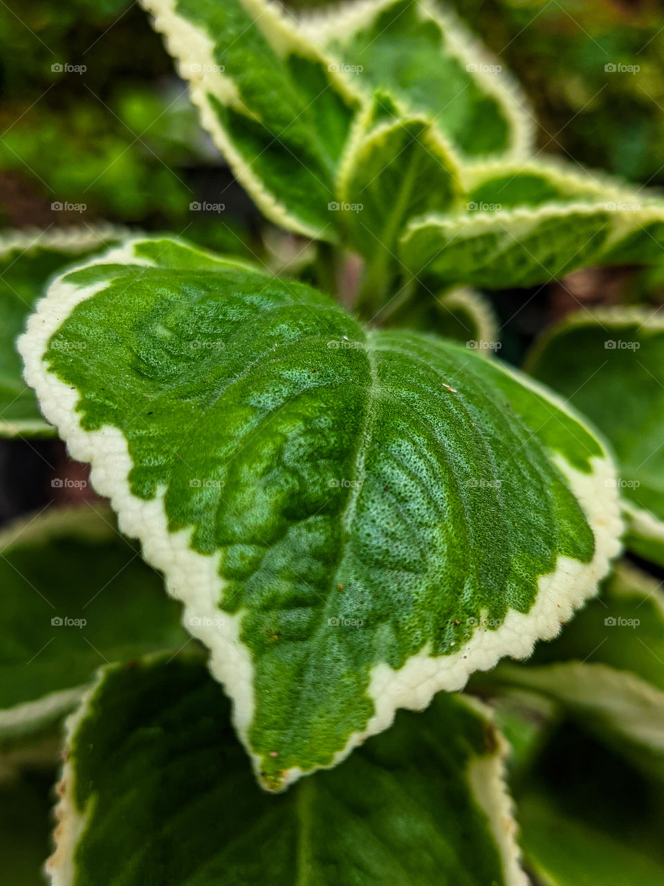 mint leaves