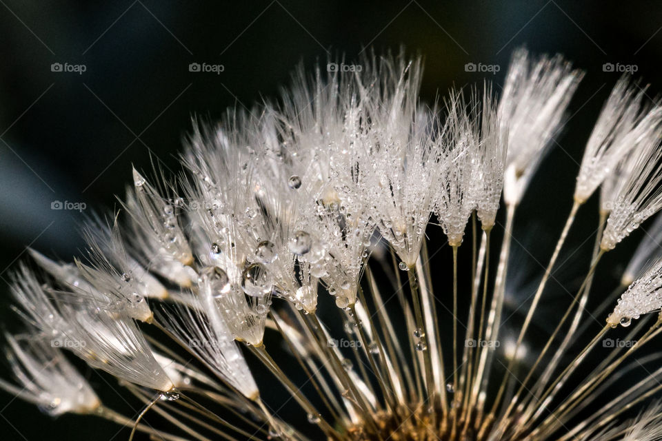 Frost on frozen dandelion, macro photography 