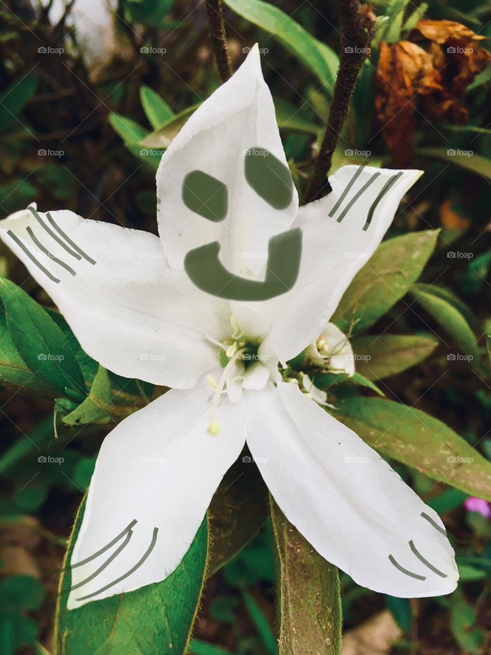 🇧🇷 Curtindo a beleza das flores. E nossa azaleia branca em forma de estrela, rabiscada com um sorriso? / 🇺🇸 Enjoying the beauty of the flowers.  What about our star-shaped white azalea scribbled with a smile?