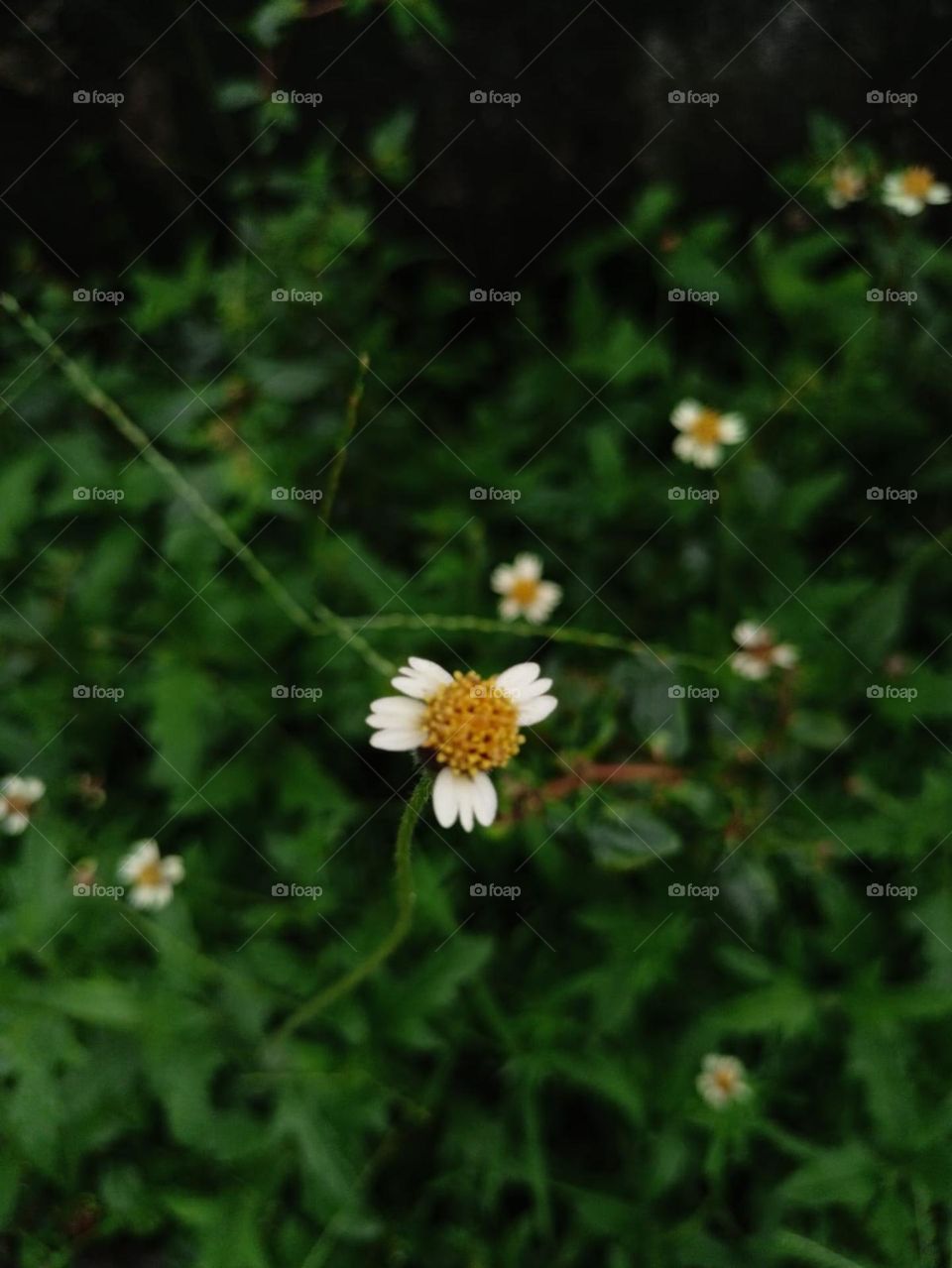 
“A beautiful plant is like having a friend around the house!!!!